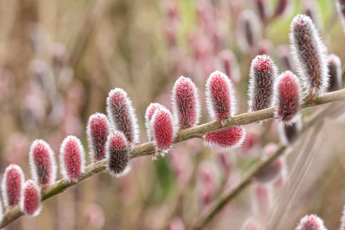 Rosa Kätzchenweide Mt. Aso