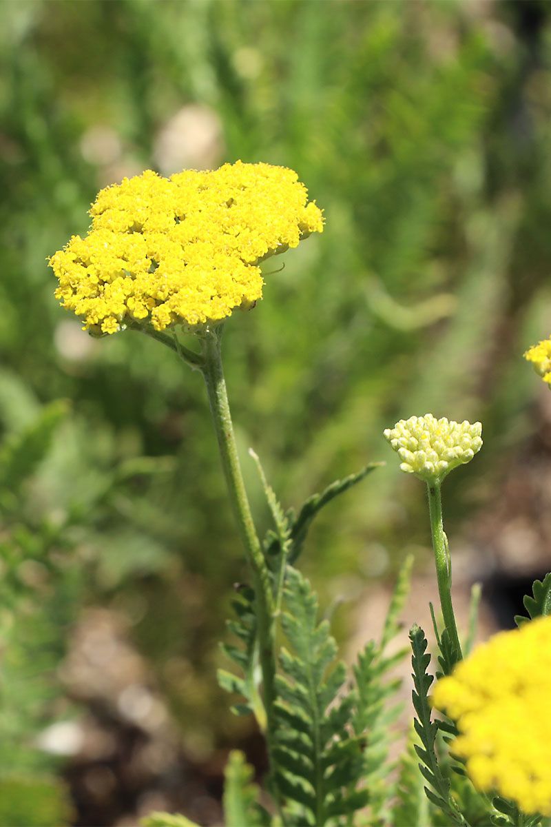 Schafgarbe Bishkek Gold Schafgarbe Bishkek Gold