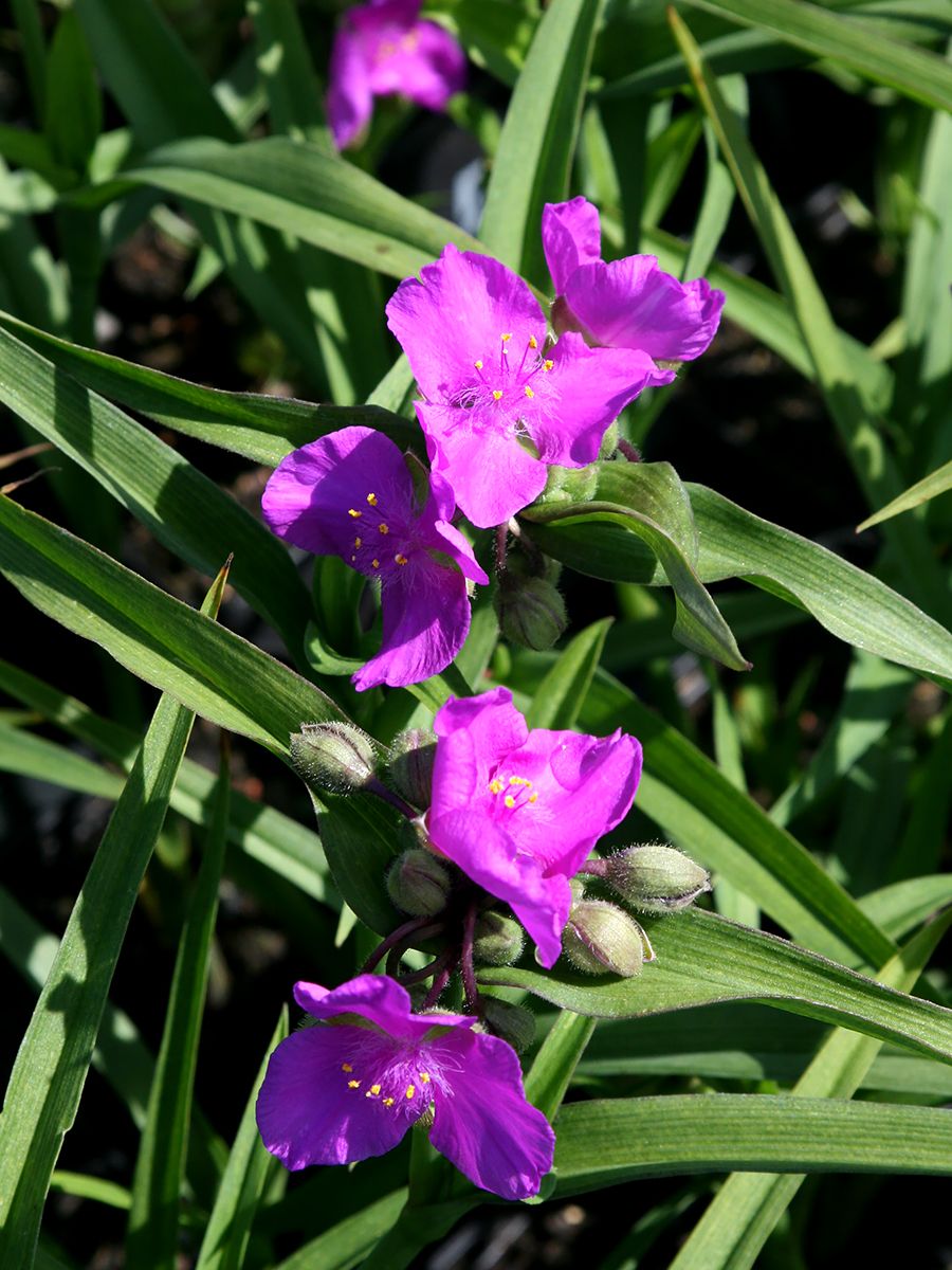Dreimasterblume Rubra