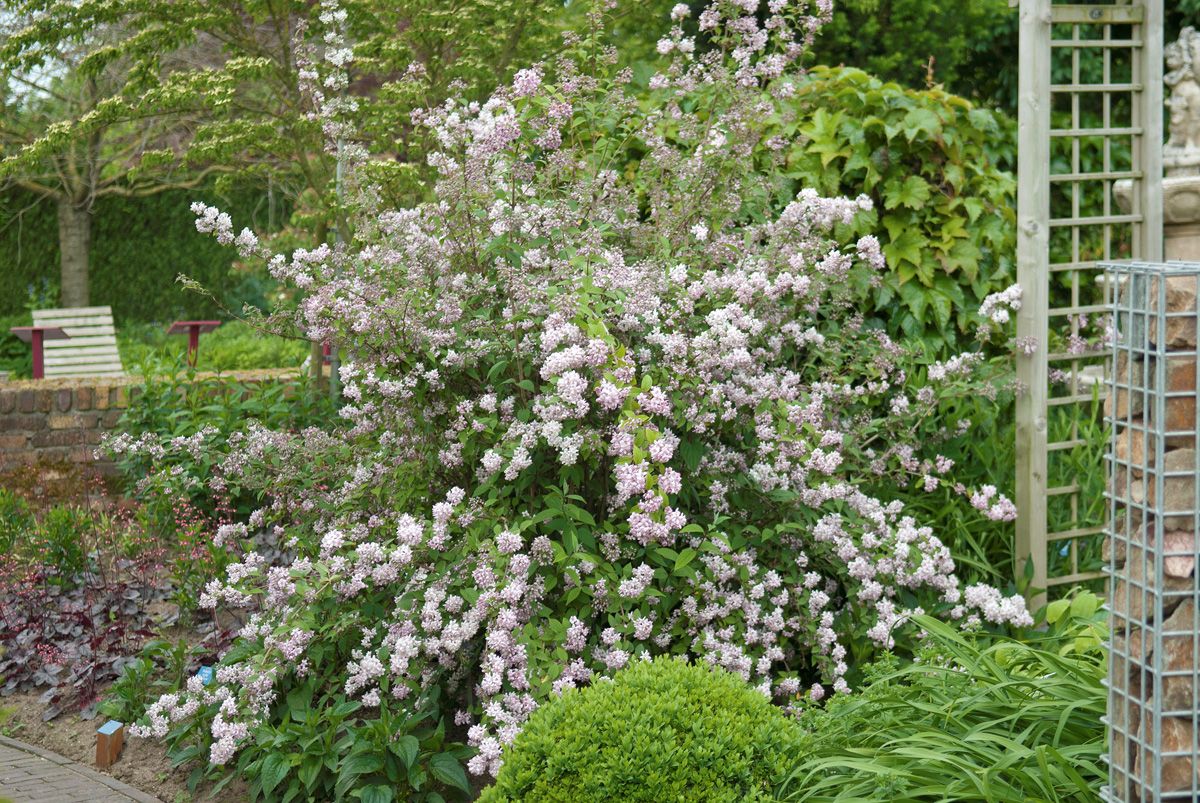 Deutzie Mont Rose