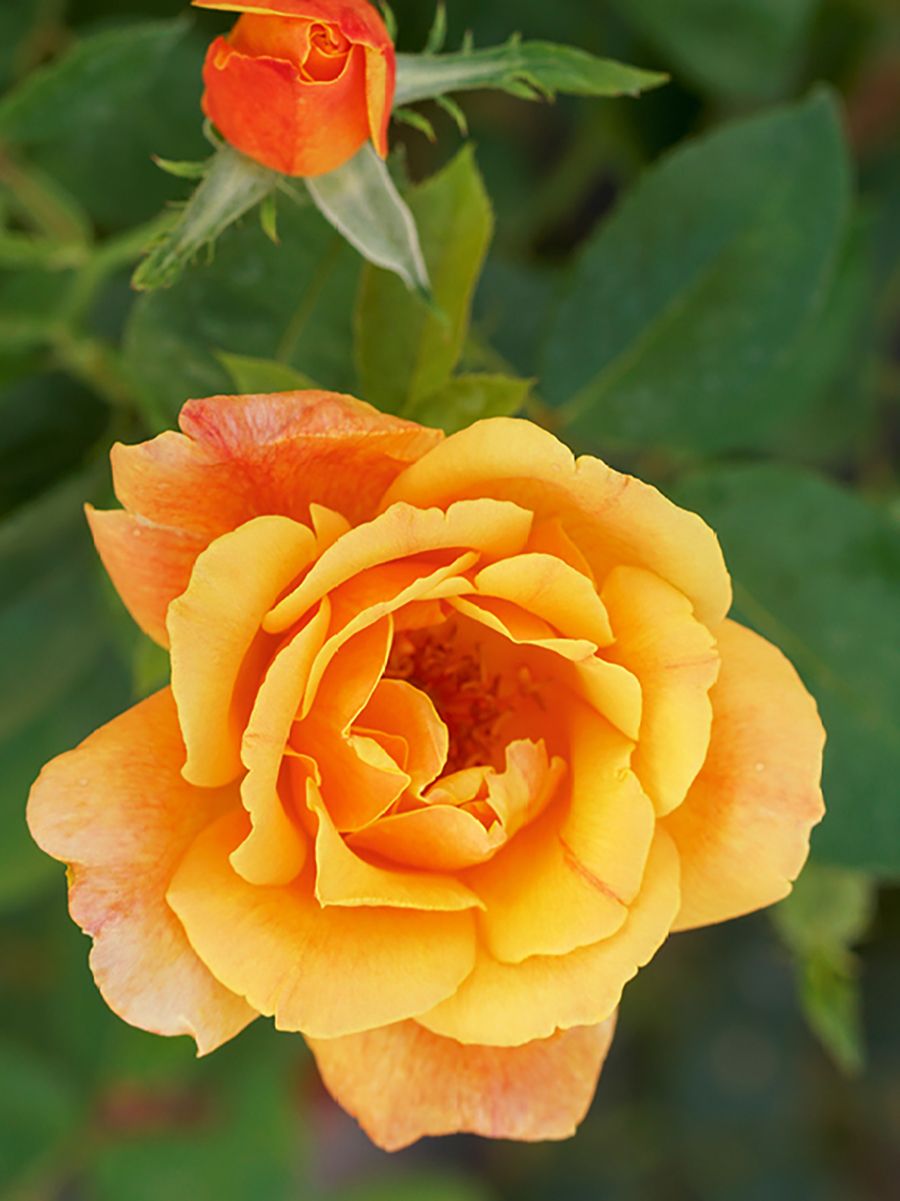 Sutter's Gold Edelrose (Teehybride, starker Duft)