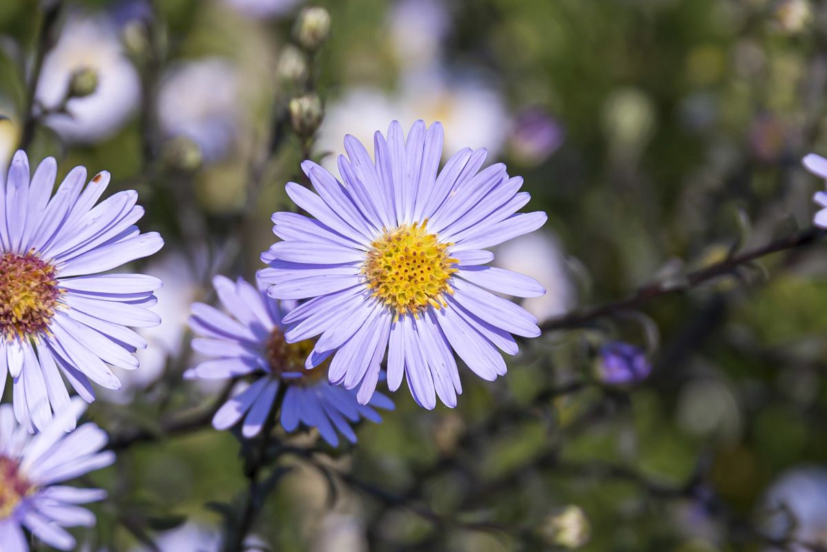 Glatte Aster Calliope Glatte Aster Calliope