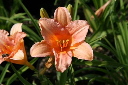 Taglilie EveryDayLily Pink Wing