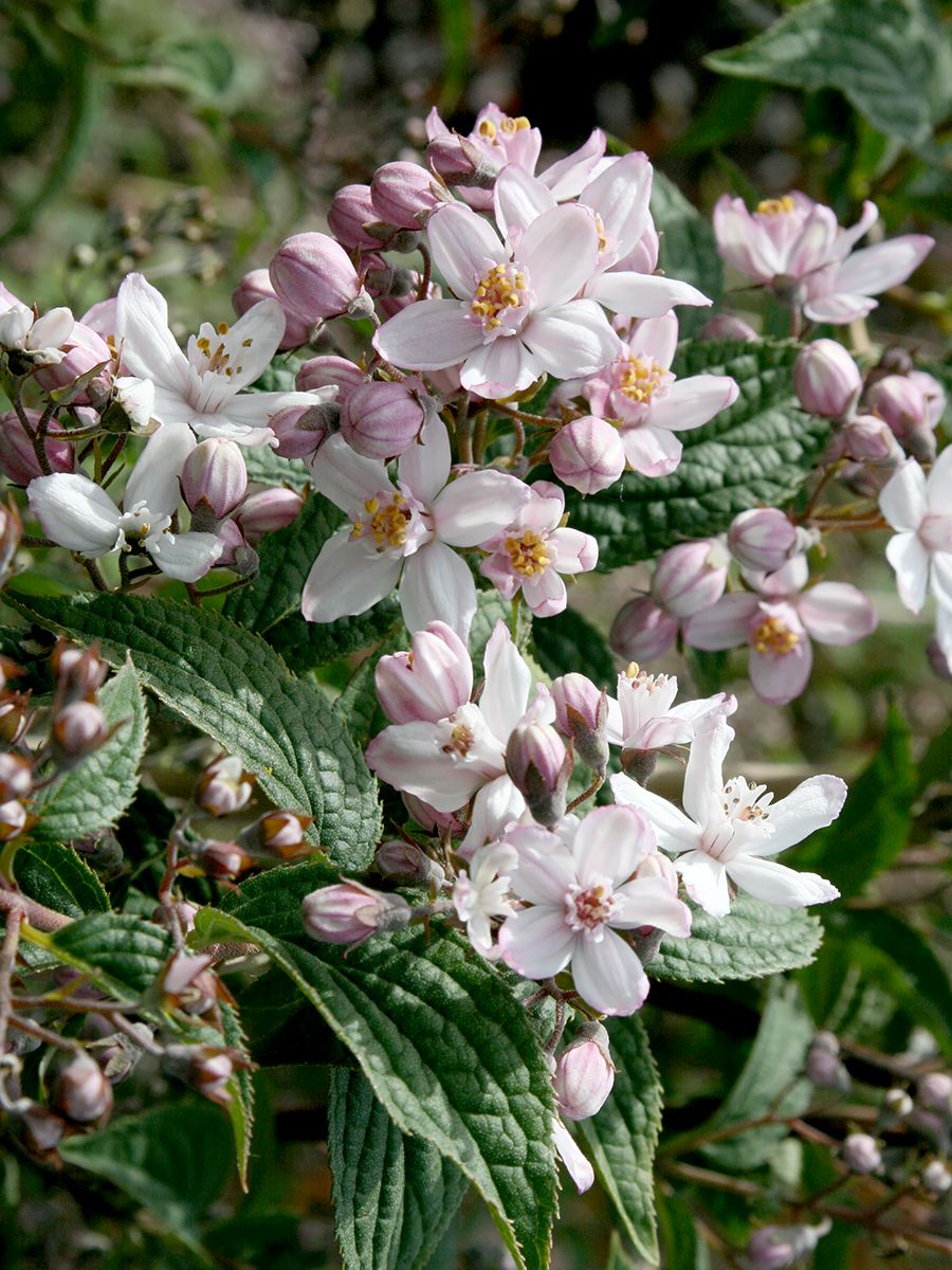 Deutzie Mont Rose Deutzie Mont Rose