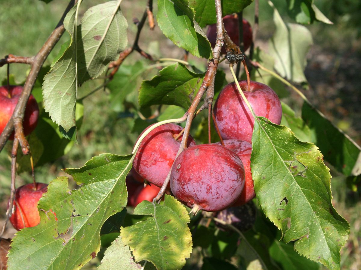 Zierapfel John Downie Zierapfel John Downie
