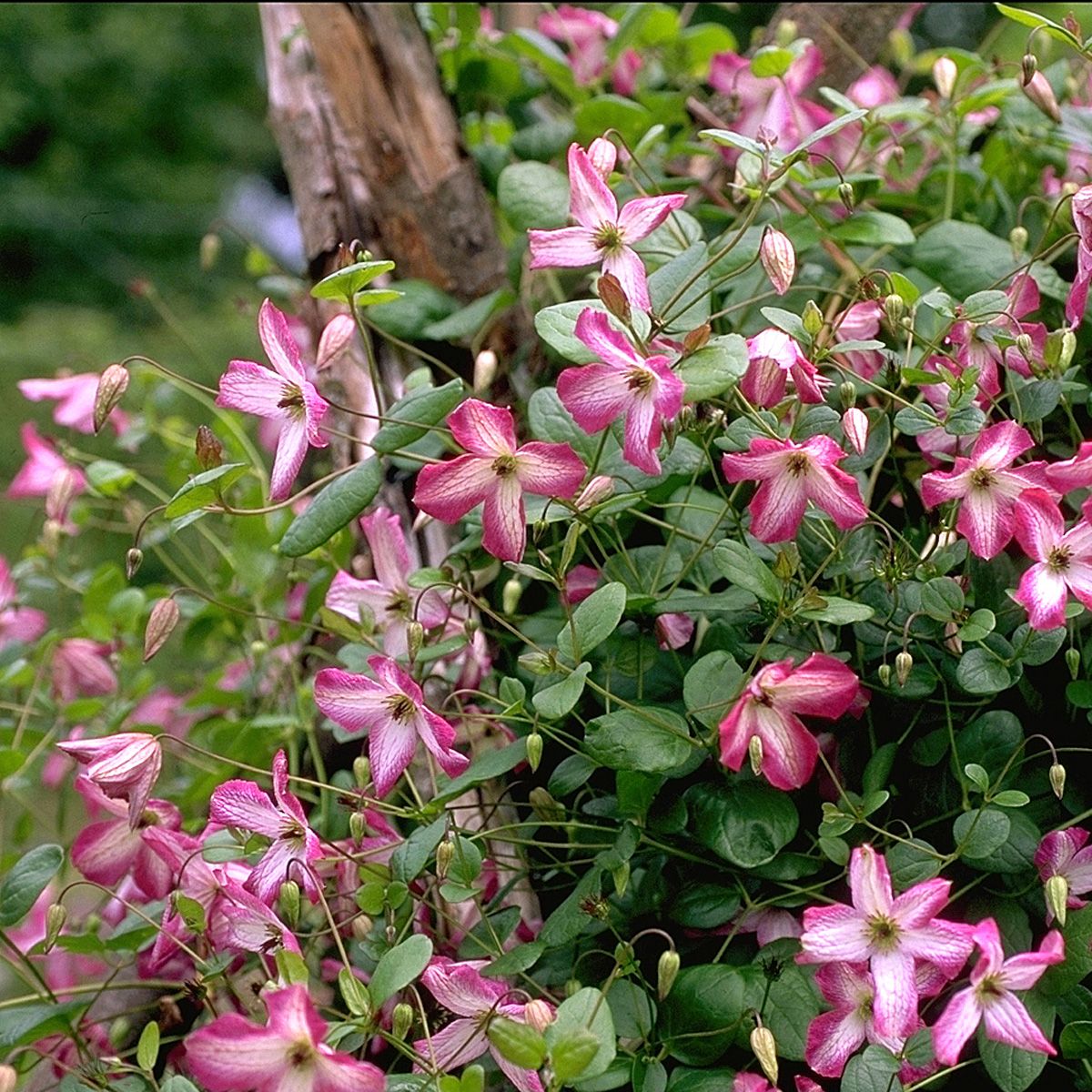 Waldrebe Minuet Waldrebe Minuet