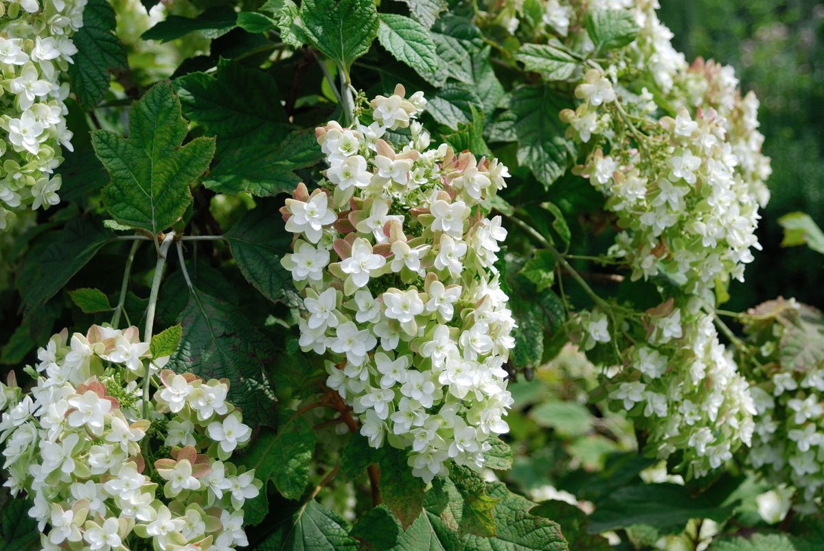 Eichenblättrige Hortensie Snowflake