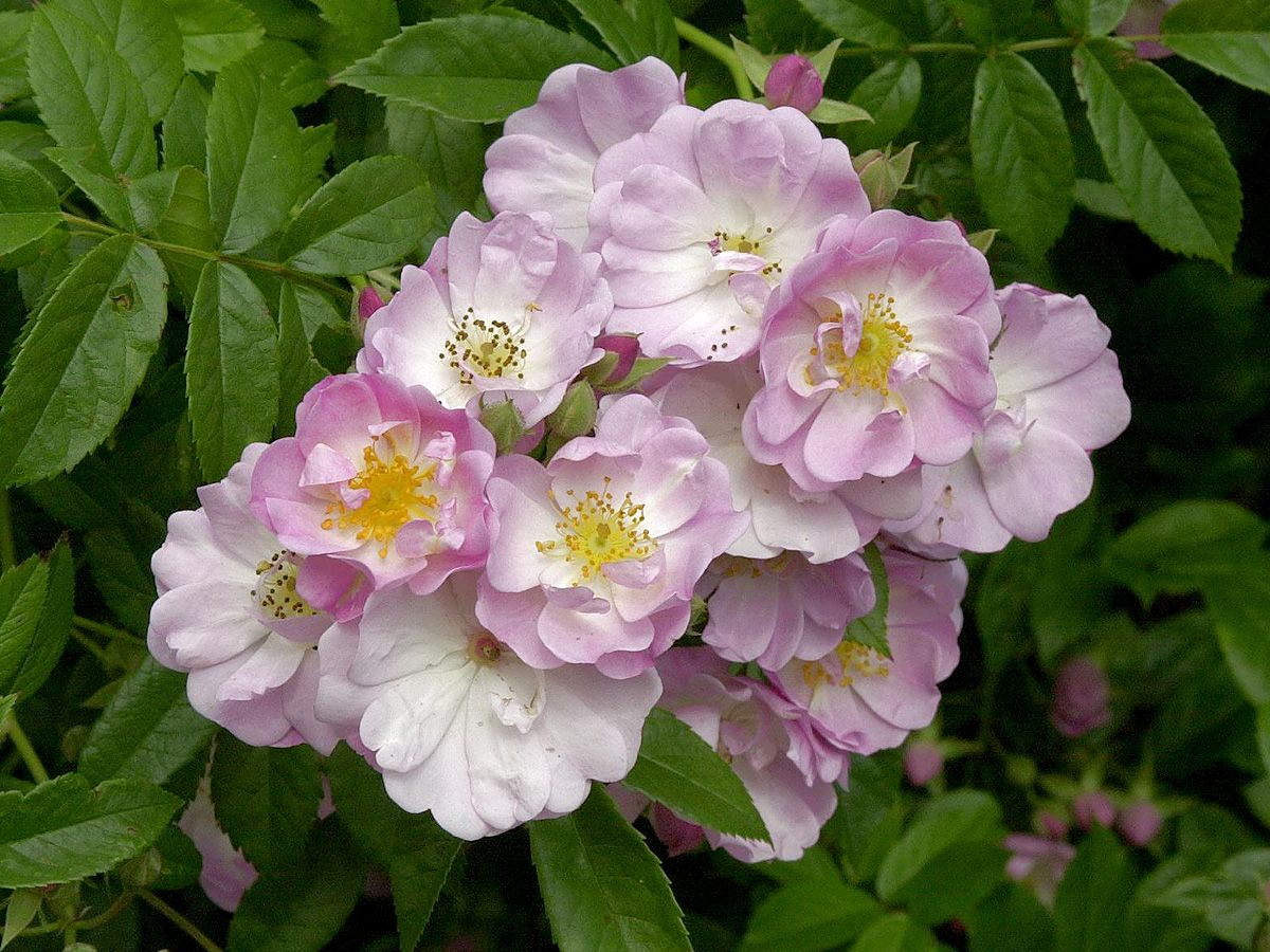 Apple Blossom (R) Kletterrose (Rambler, anspruchslos, leichter Duft) Apple Blossom (R) Kletterrose (Rambler, anspruchslos, leichter Duft)