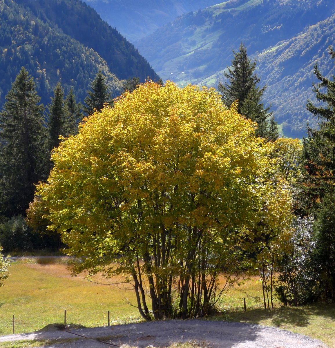 Bergahorn