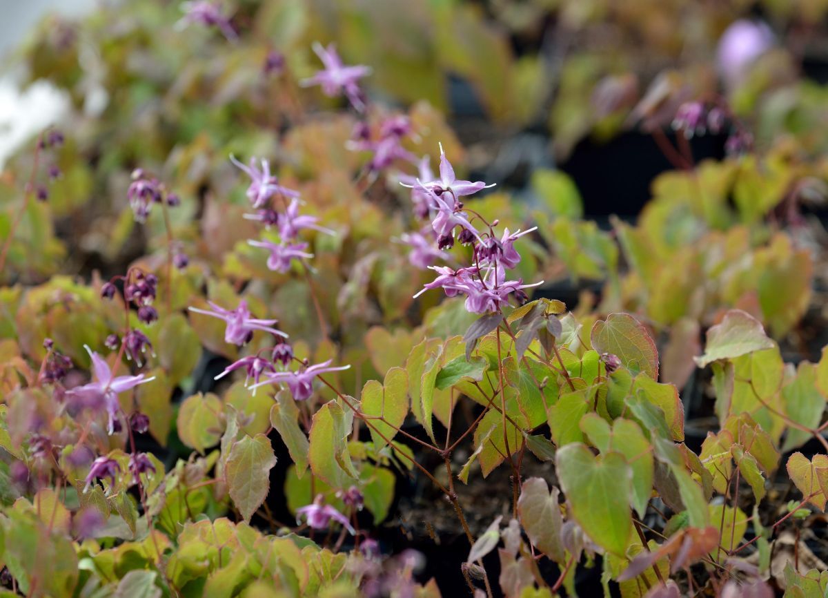 Elfenblume, Sockenblume Lilafee Elfenblume, Sockenblume Lilafee