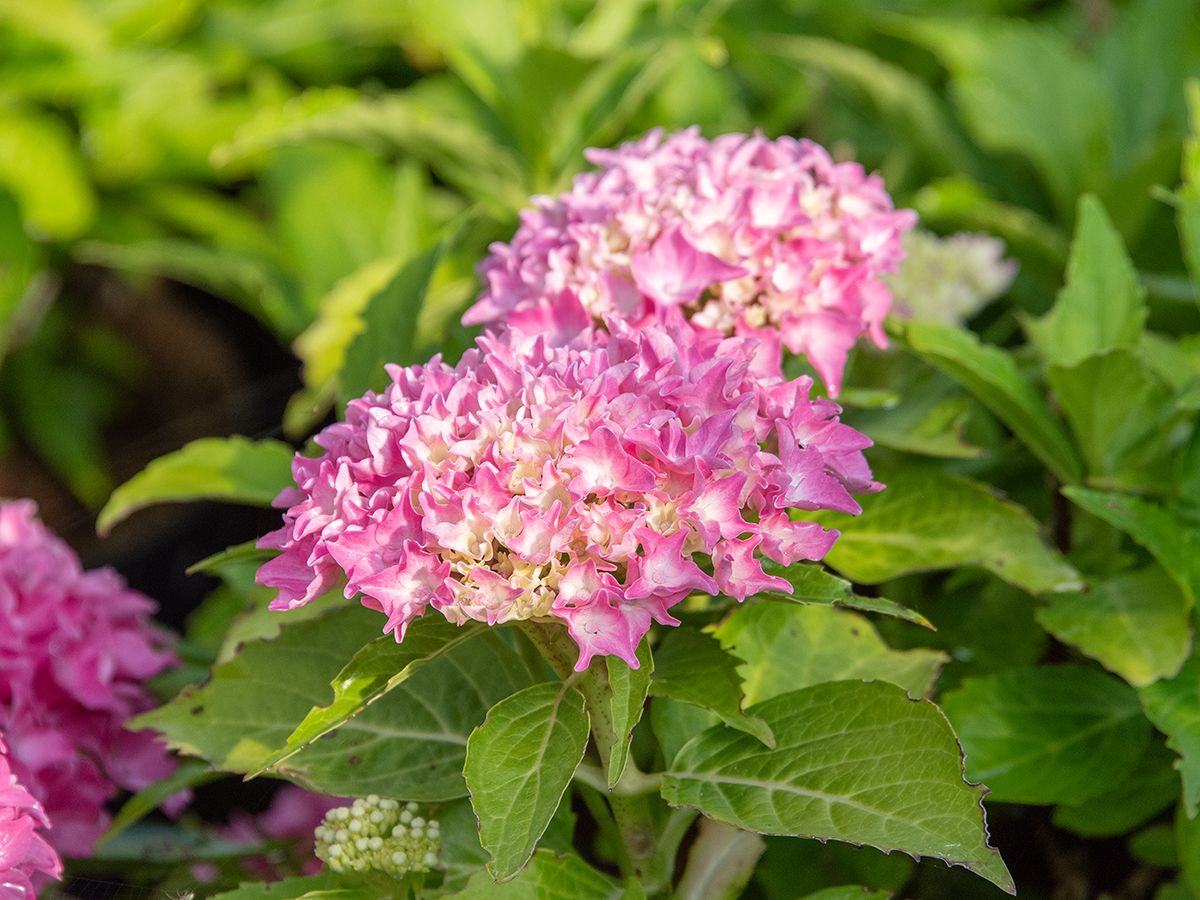 Gartenhortensie Tovelit