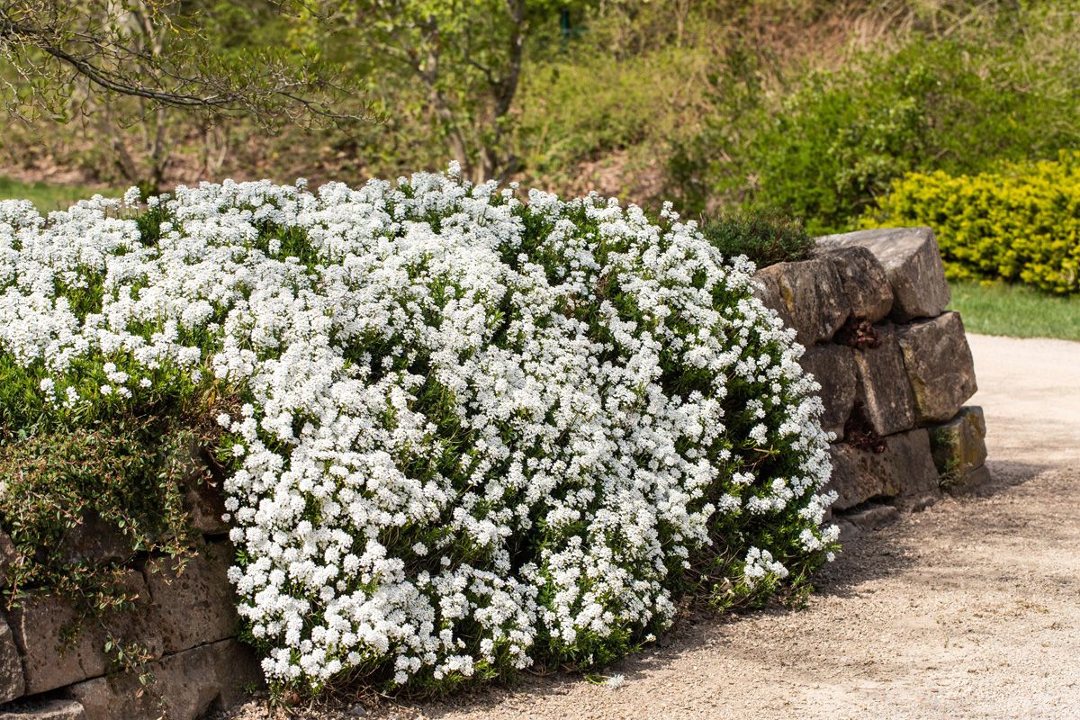 Schleifenblume Schneeflocke Schleifenblume Schneeflocke