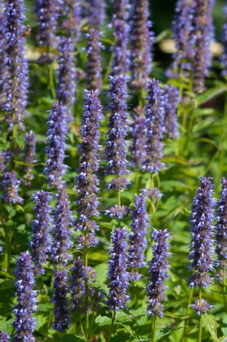 Duftnessel Fortune Duftnessel Fortune