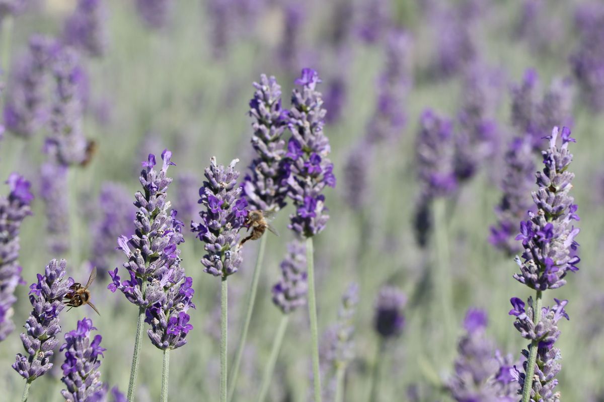 Lavendel Richard Gray Lavendel Richard Gray