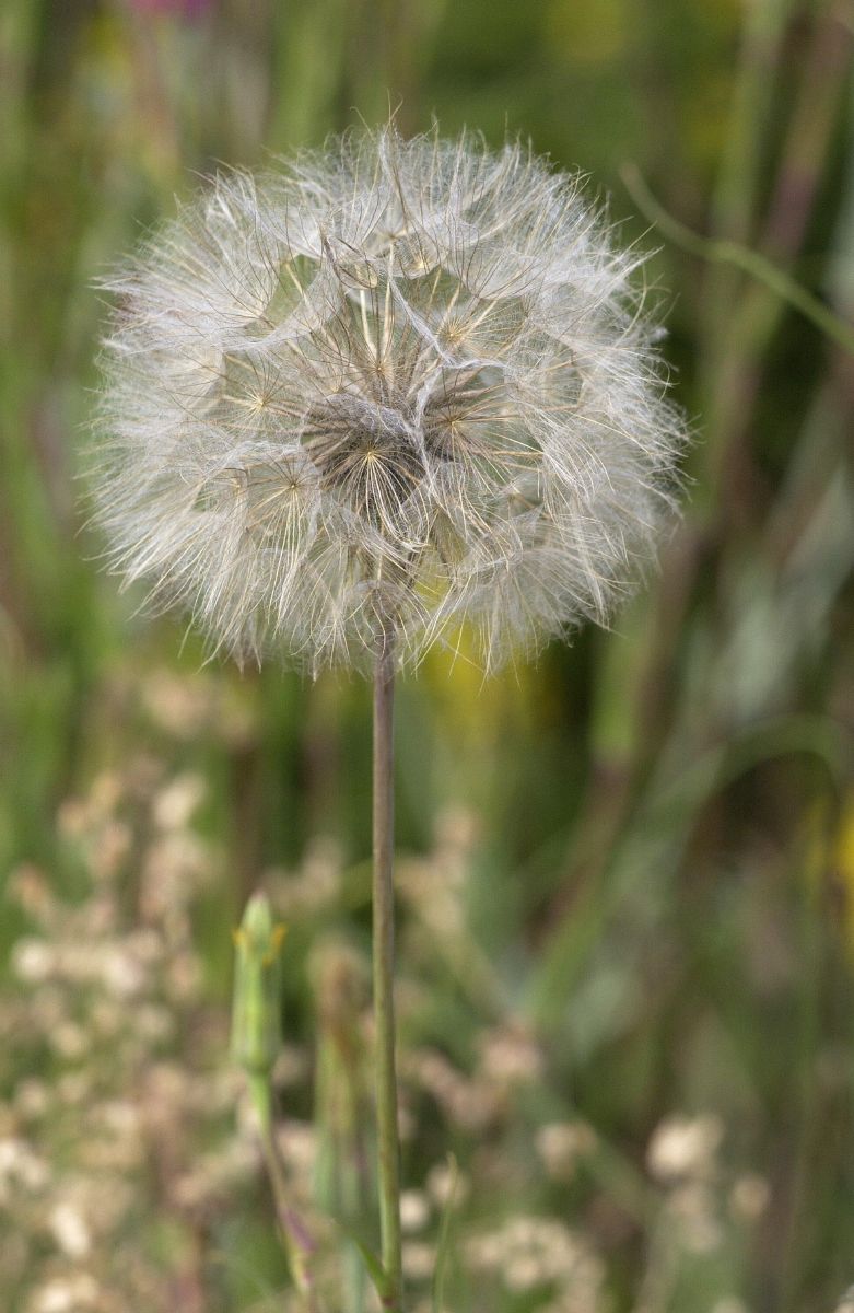 Wiesenbocksbart