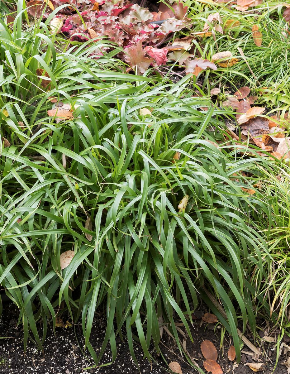 Waldmarbel, Waldhainsimse