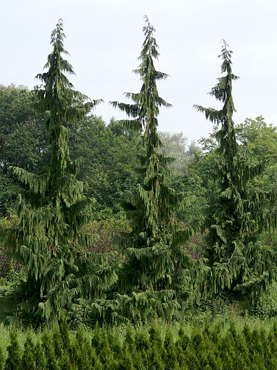 Scheinzypresse Pendula