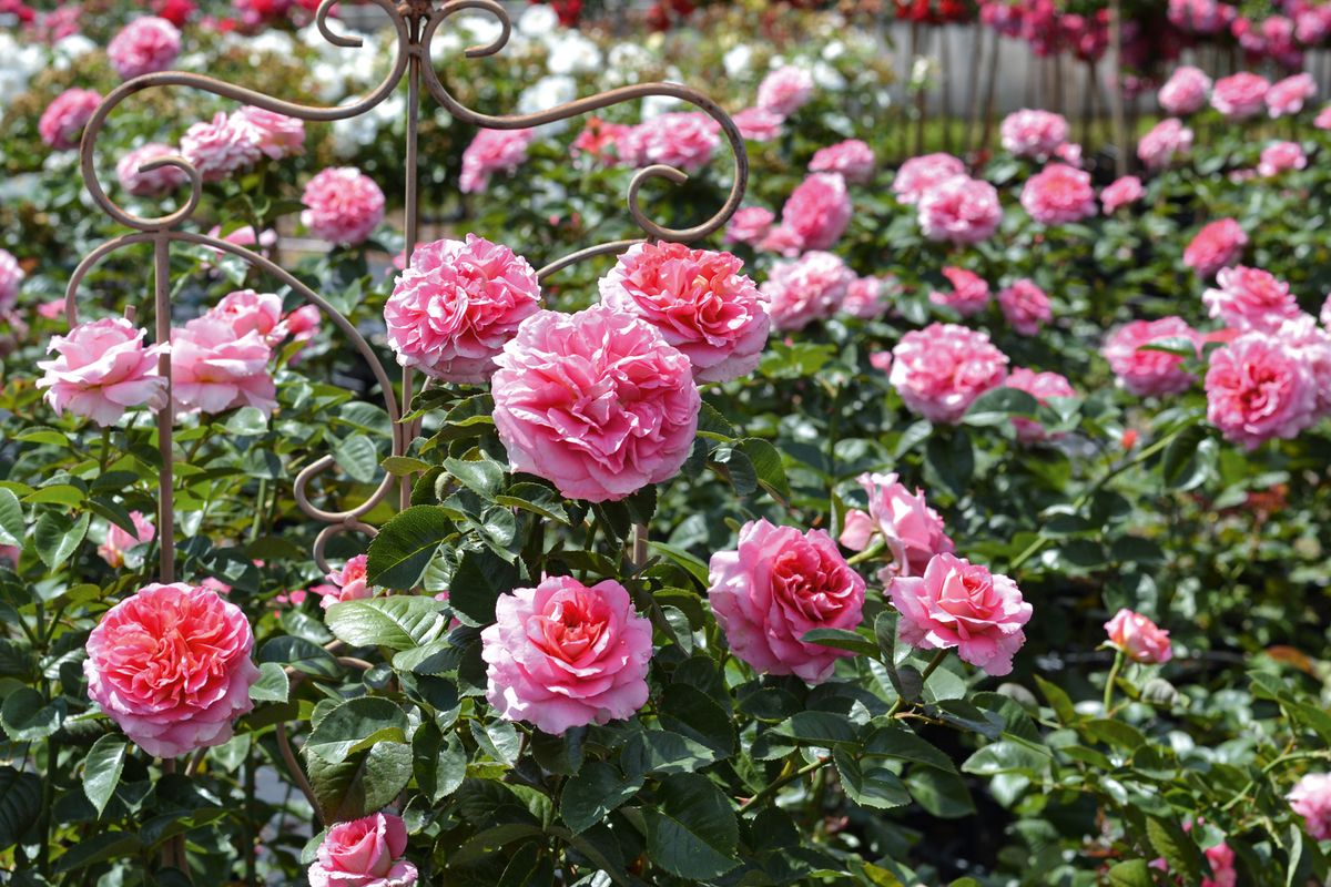 Timeline® Englische- und Romantische Rose