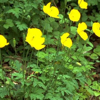 Kambrischer Scheinmohn