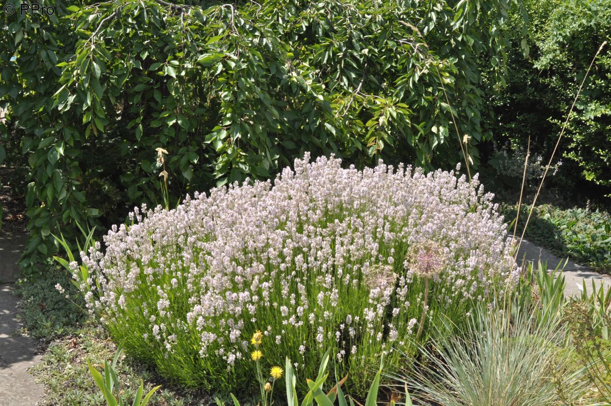 Lavendel Rosea