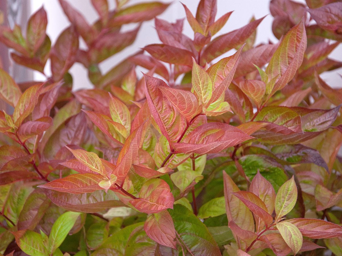 Weigela Wings of Fire®