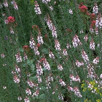 Leinkraut Canon J. Went