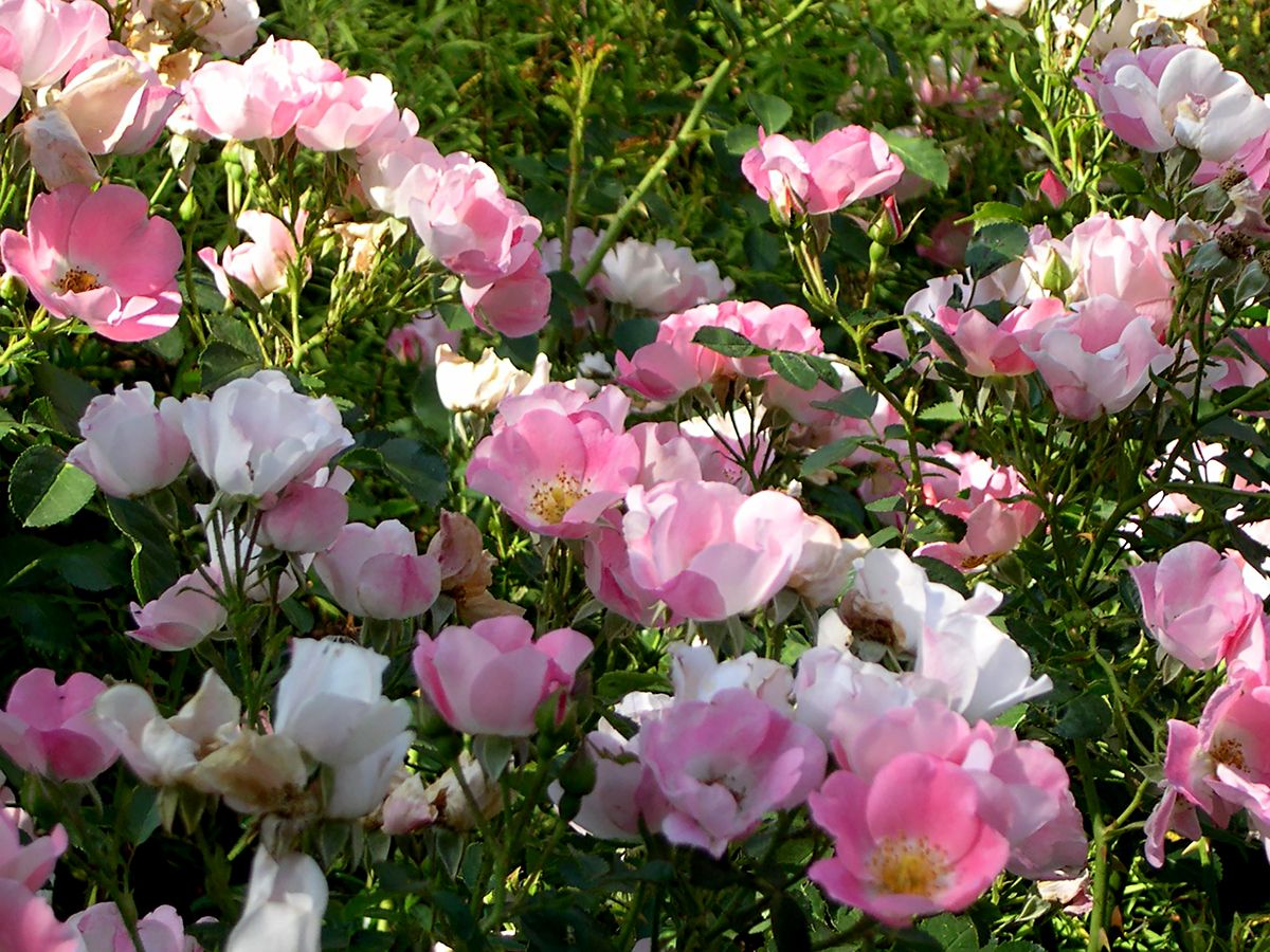 Bingo Meidiland® ADR 1994 Boden- und flächendeckende Rose (anspruchslos) Bingo Meidiland® ADR 1994 Boden- und flächendeckende Rose (anspruchslos)