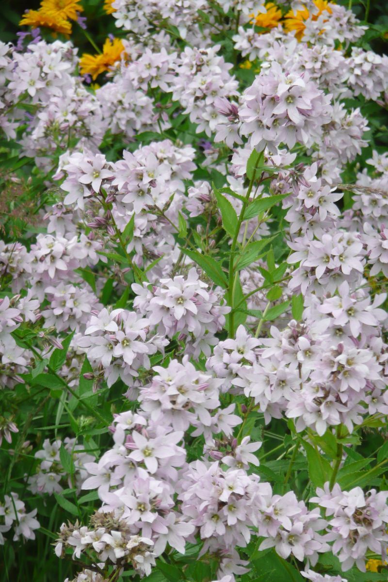 Riesendoldenglockenblume Loddon Anna