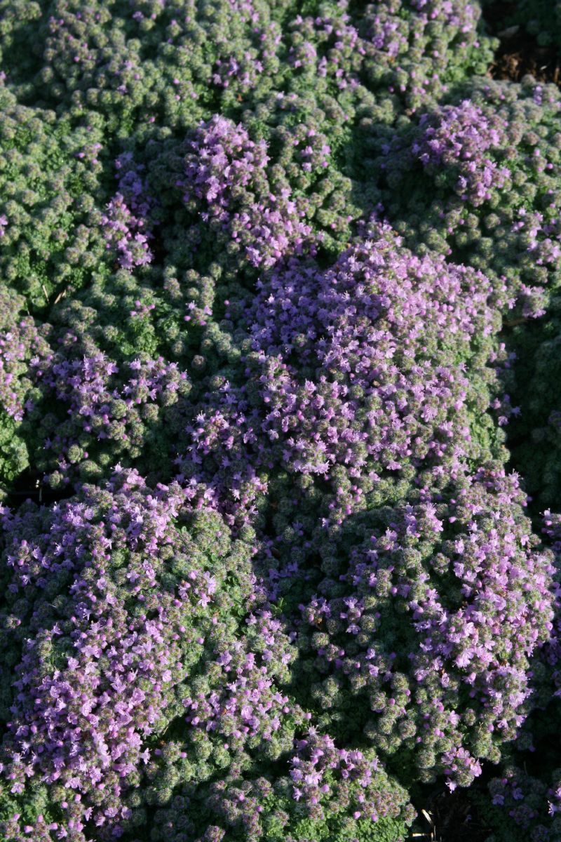 Polsterthymian Minor