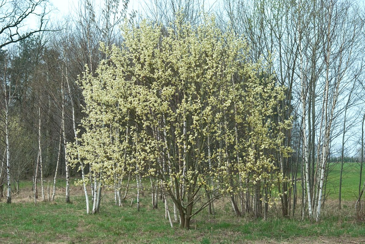 Salweide