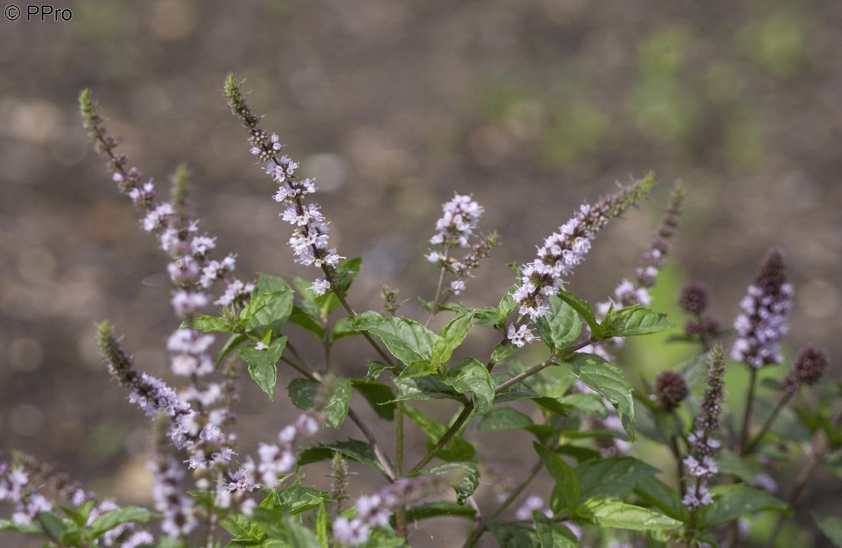 Grüne Minze Grüne Minze