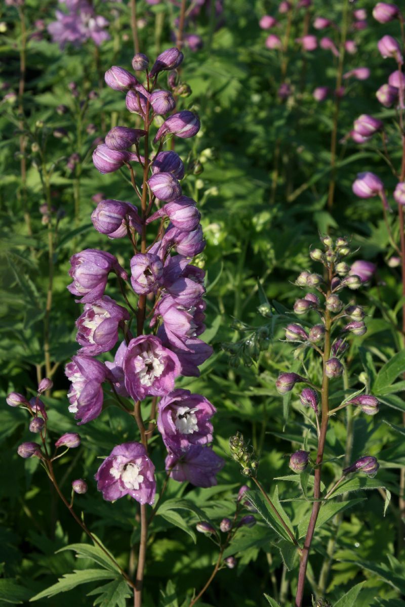 Rittersporn Astolat Rittersporn Astolat