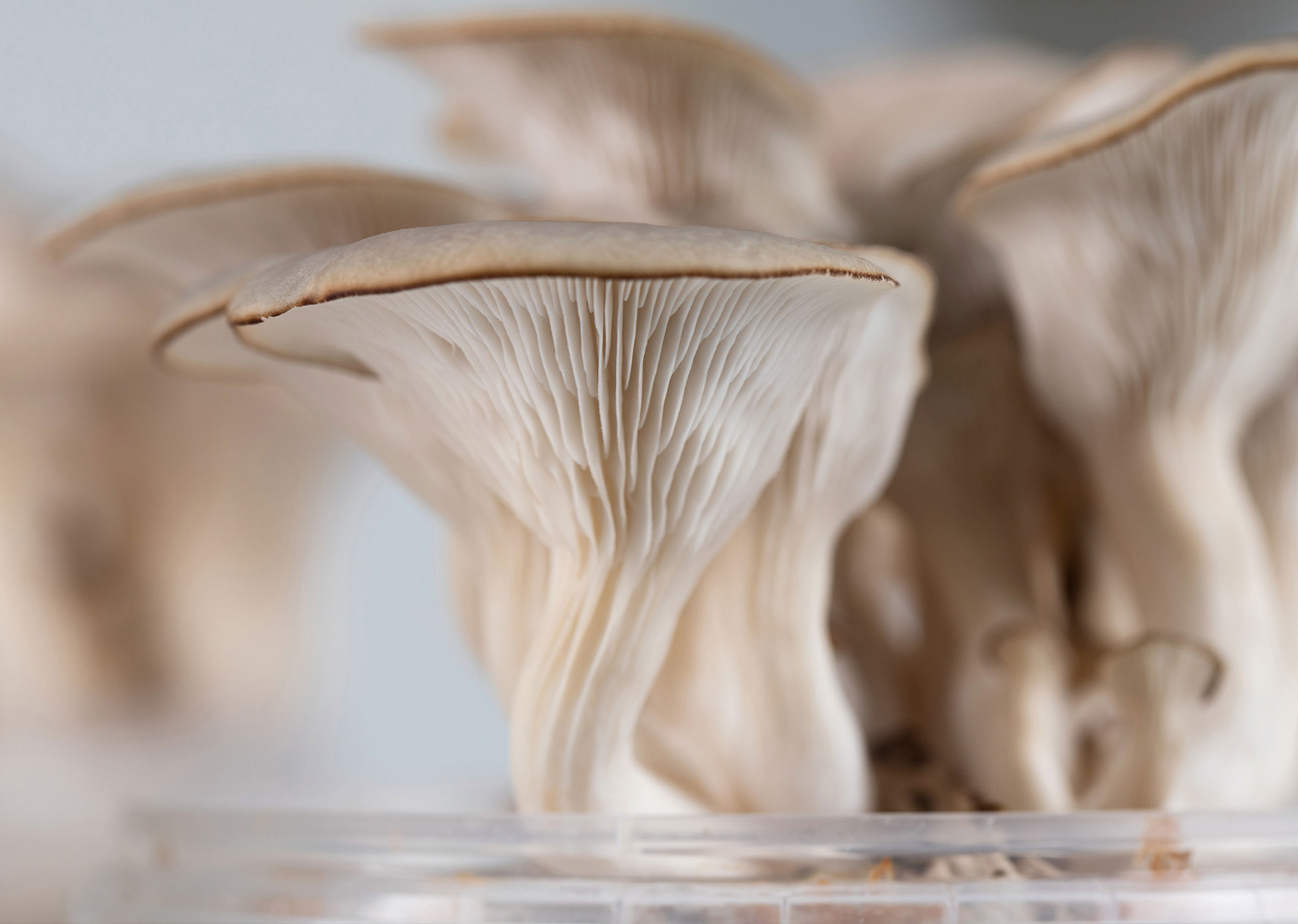 Aufzuchtset Pilz