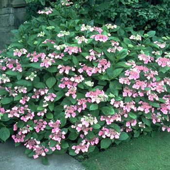Gartenhortensie Gimpel
