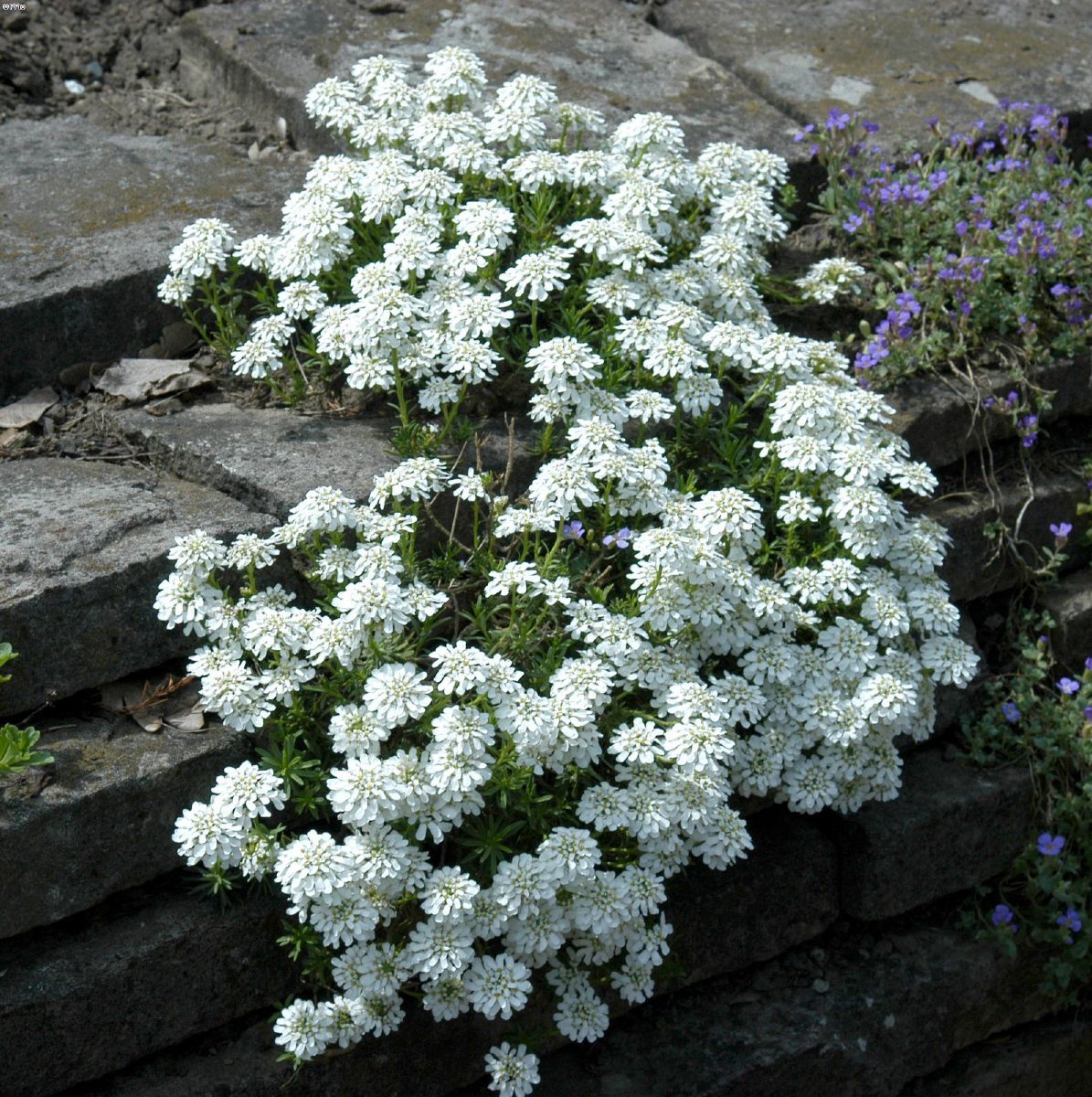 Schleifenblume