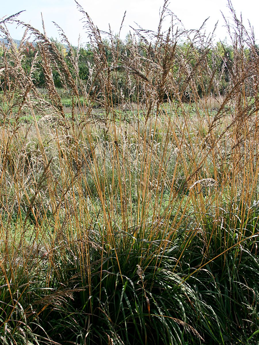 Rohrpfeifengras Karl Foerster Rohrpfeifengras Karl Foerster