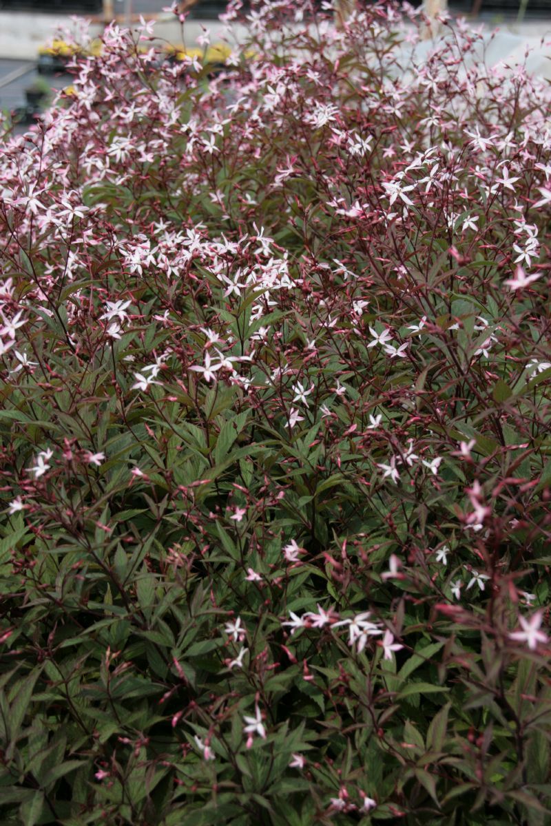 Dreiblattspiere Pink Profusion
