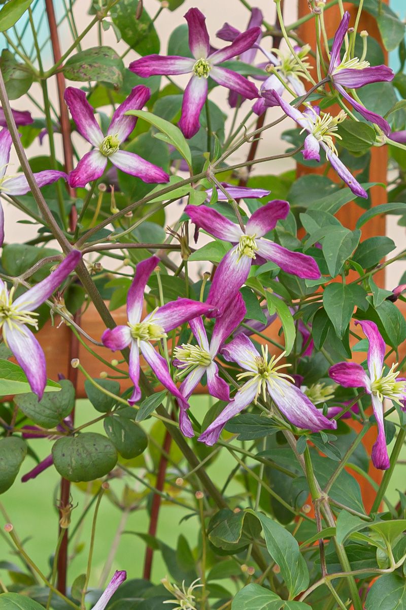 Waldrebe Rubromarginata