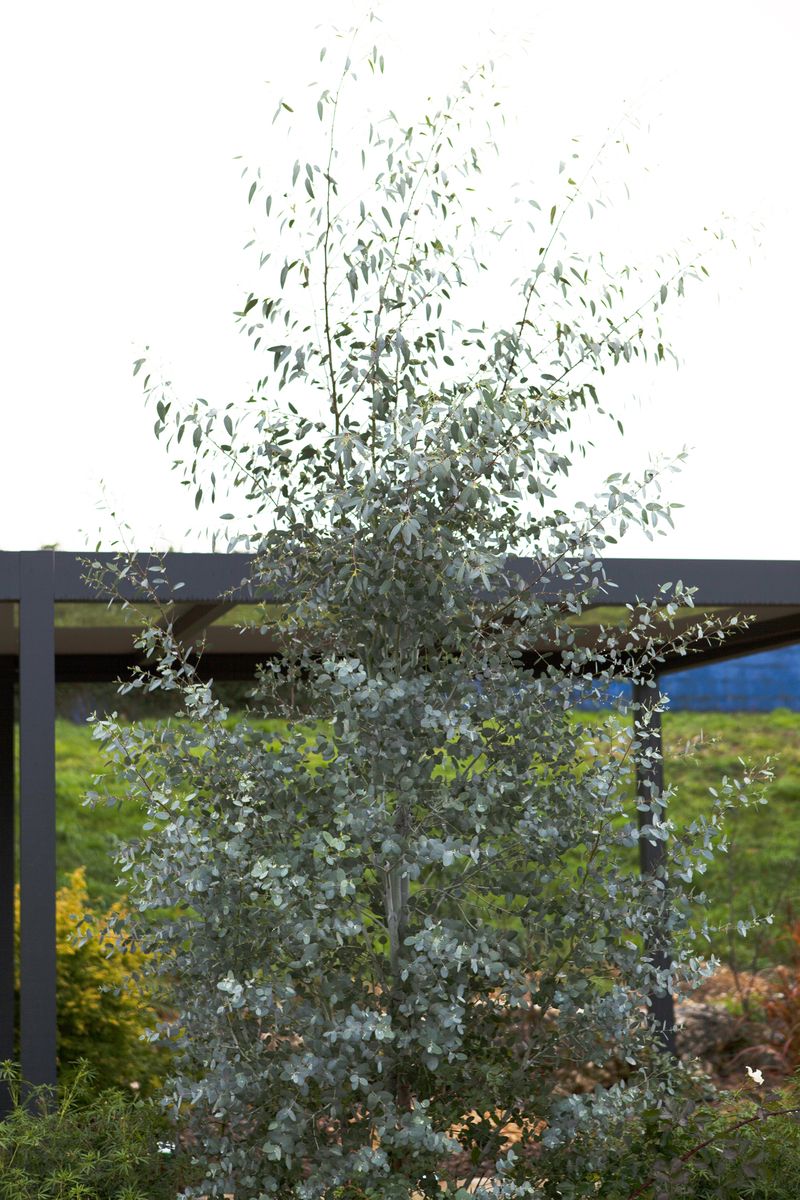 Eukalyptus Silverana