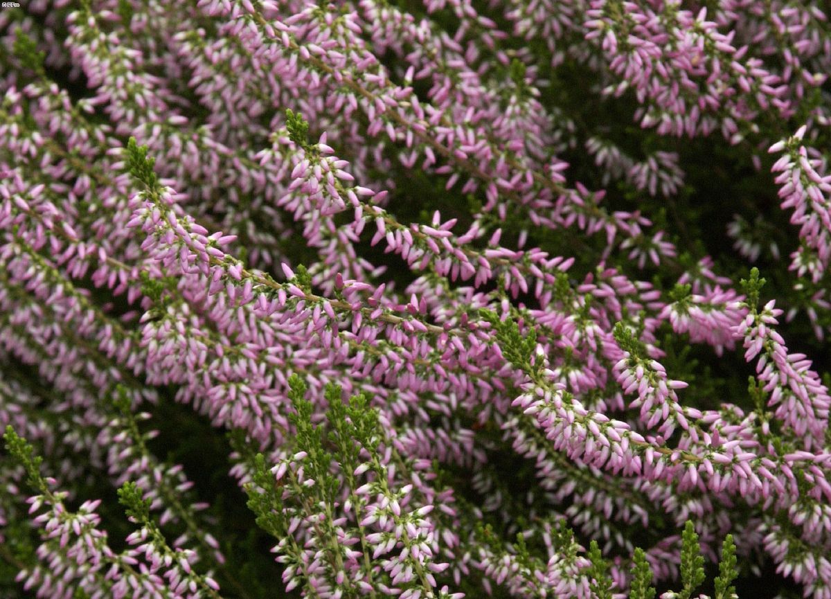Besenheide Anette(S)