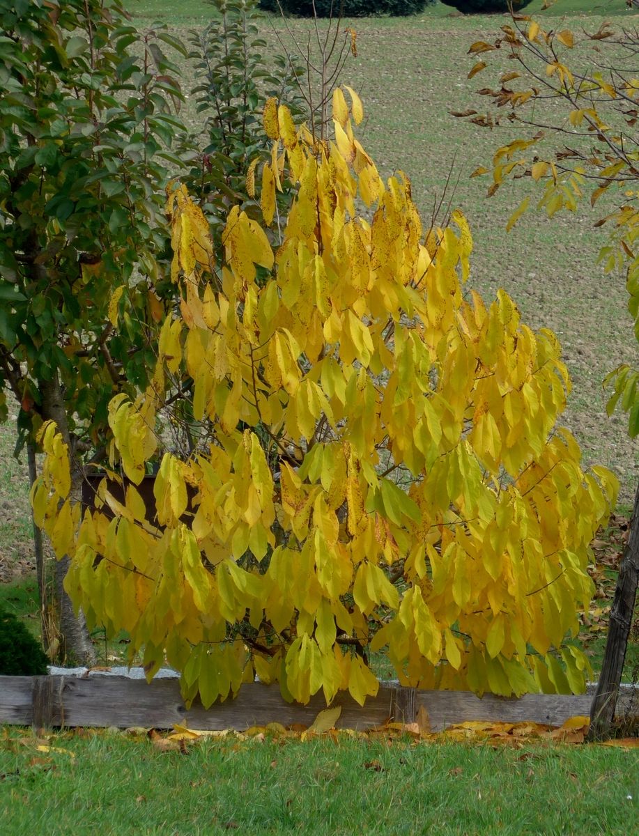 Indianerbanane Sunflower
