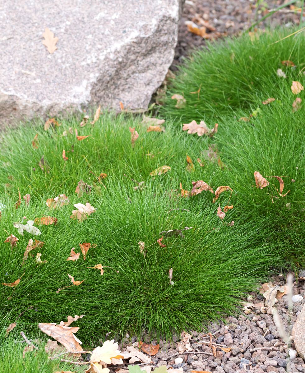 Bärenfellschwingel Bärenfellschwingel