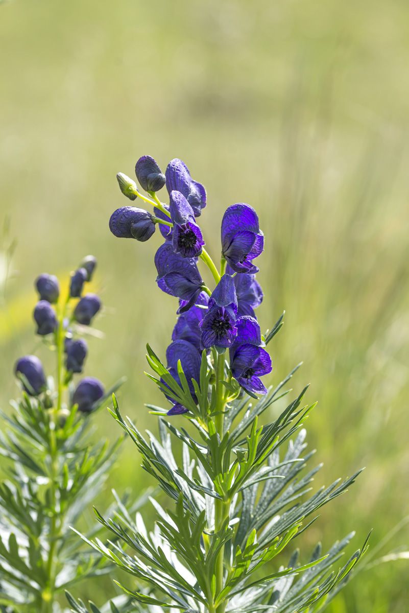 Blauer Eisenhut