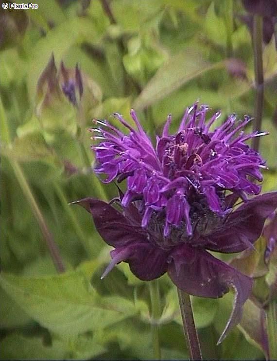 Goldmelisse, Indianernessel Blaustrumpf