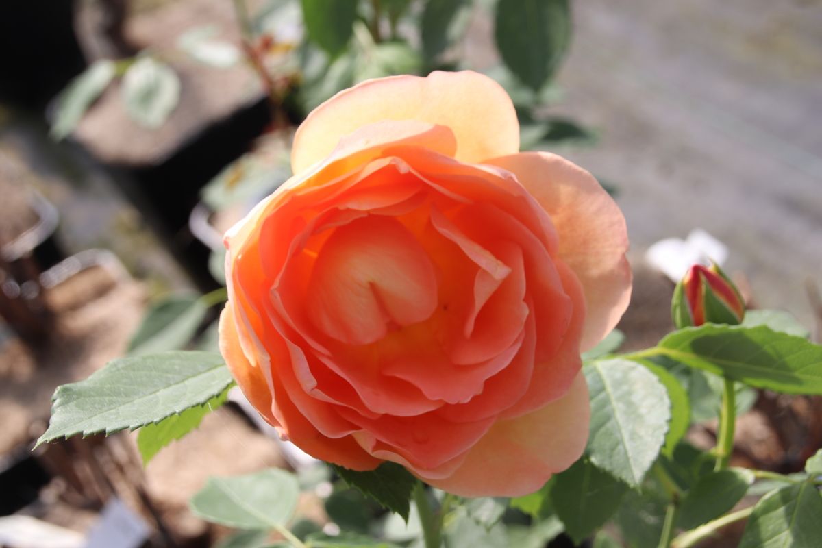 Rose Lady of Shalott® Englische Strauchrose