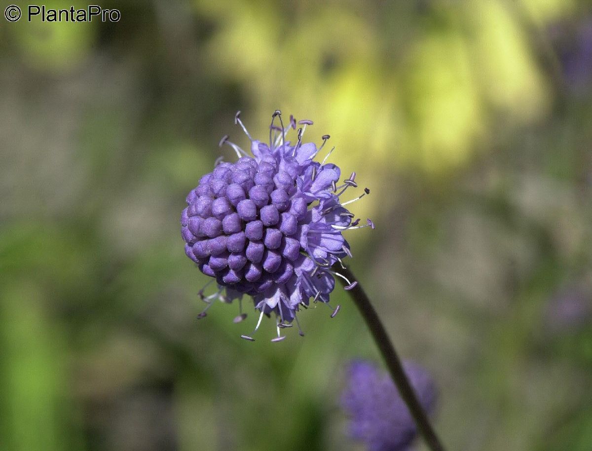Gewöhnlicher Teufelsabbiss Gewöhnlicher Teufelsabbiss