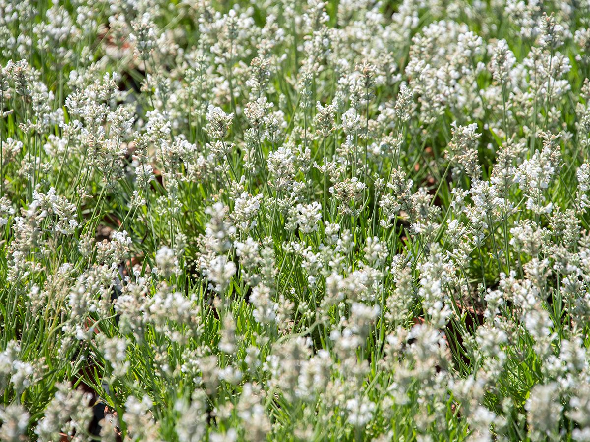 Lavendel Nana Alba