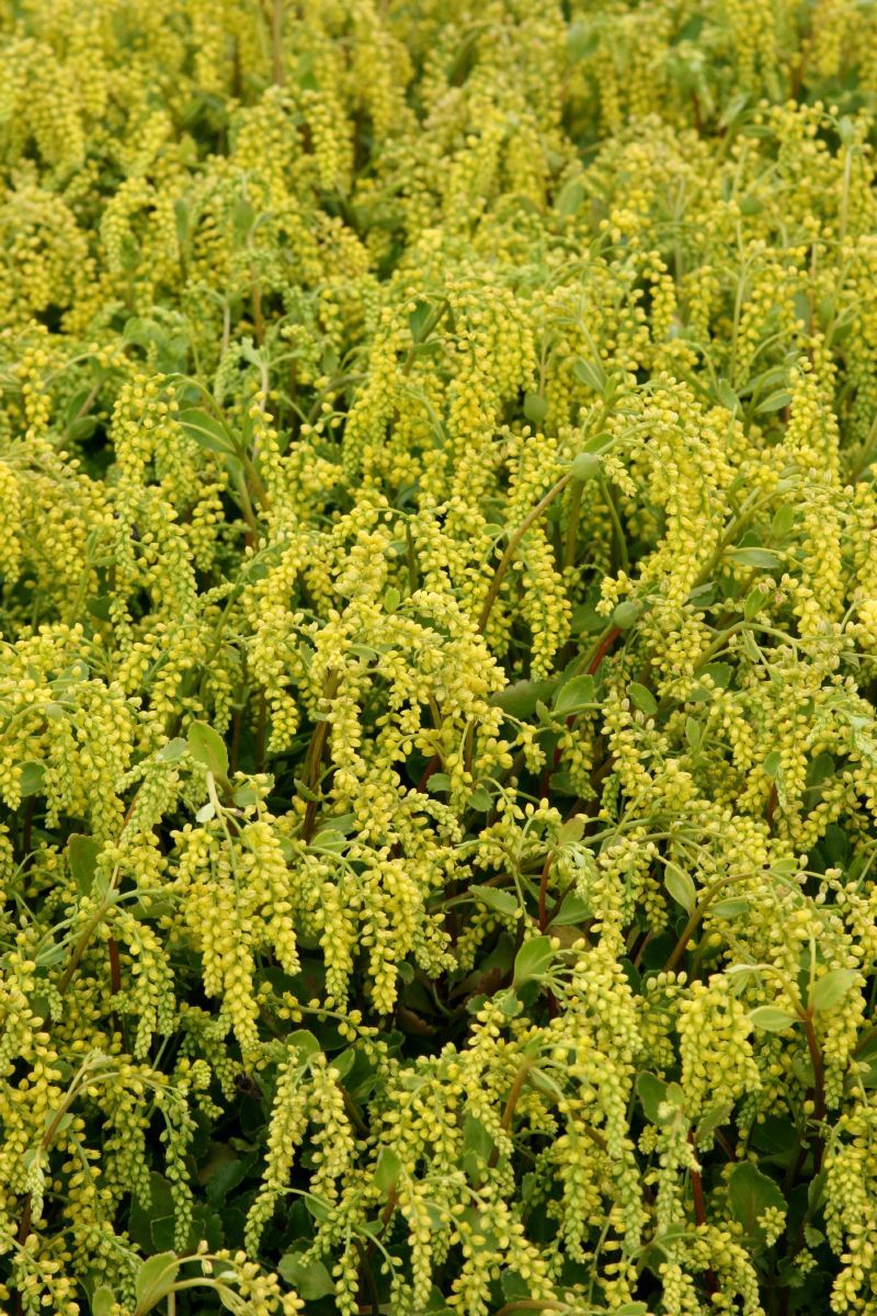 Goldtröpfchen