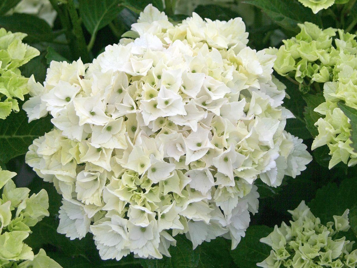 Gartenhortensie Magical Noblesse® Gartenhortensie Magical Noblesse®