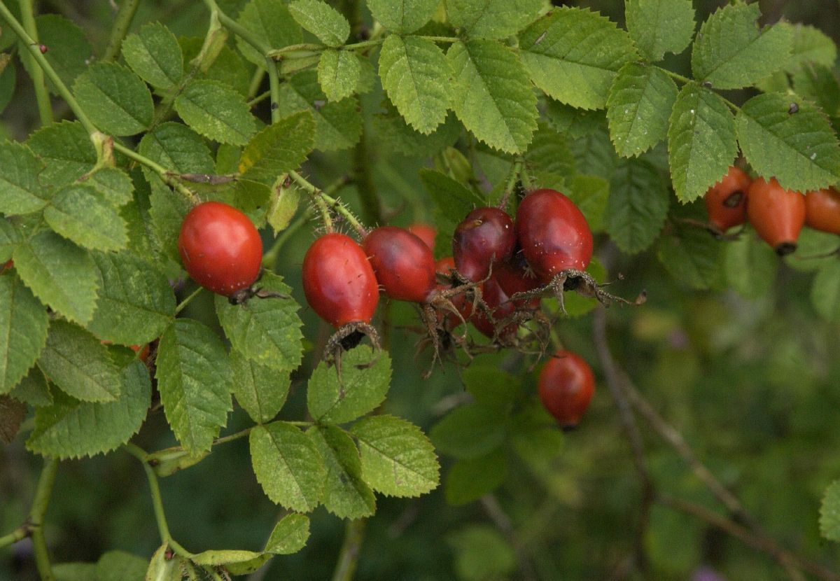 Weinrose Weinrose